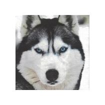 HUSKY KOIRA  servetti