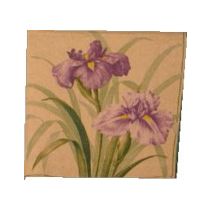 IIRIS i. servetti 25x25cm