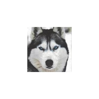 HUSKY KOIRA  servetti